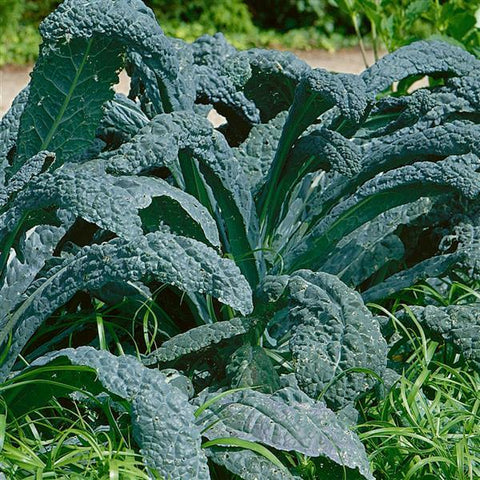 Dinosaur Kale