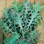 Kale red russian bs