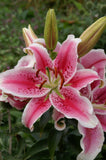 Lilium Oriental Stargazer Blend