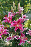 Lilium Oriental Stargazer Blend