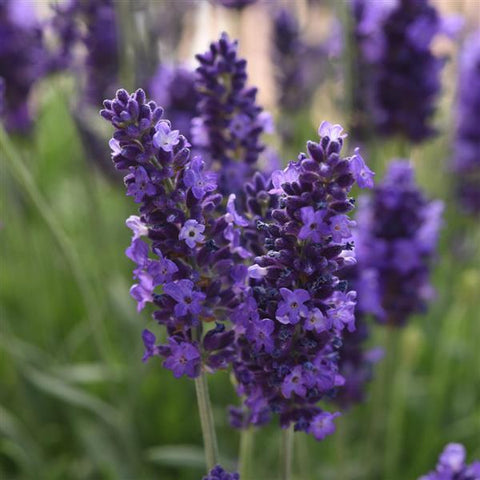Lavandula 'Blue Spear' (Lavender)