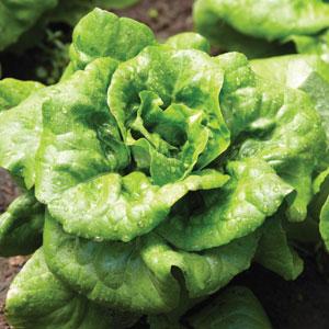 Lettuce 'Buttercrunch'