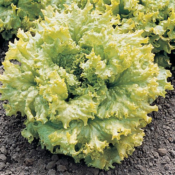 Lettuce Simpson Elite Prairie Blossom Nursery lettuce-simpson-elite-prairie-blossom-nursery