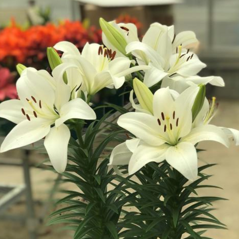 Asiatic Lily Summer Snow