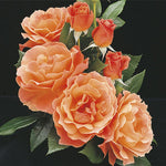 Rosa Floribunda_Liven Easy