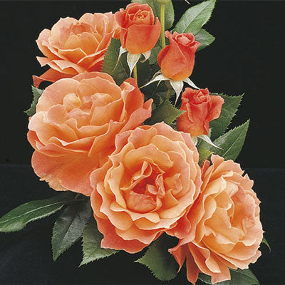 Rosa Floribunda_Liven Easy – Prairie Blossom Nursery