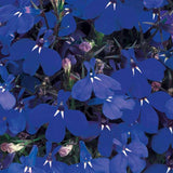 Lobelia erinus 'Rivera' Series