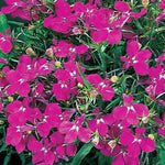 Lobelia erinus 'Rivera' Series