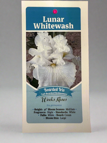 Iris Lunar Whitewash