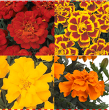 Marigold Durango® Series