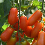 Tomato (Pole) San Marzano