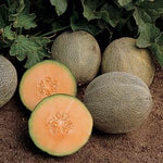 Cantaloupe 'Ambrosia'