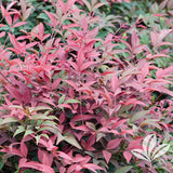 Nandina Flirt™ Series