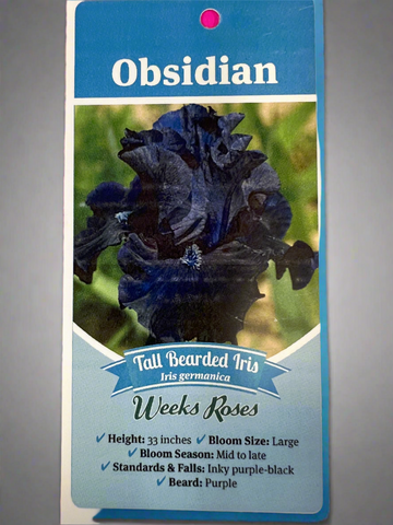 Iris_Obsidian