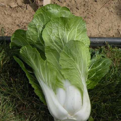 Pak Choi Bok Choy