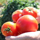 Patio F Hybrid Tomato