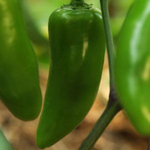 Jalapeño Gigante Pepper