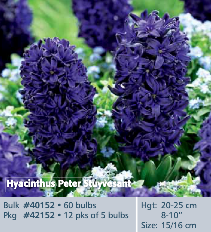 Hyacinthus_Peter Stuyvesant