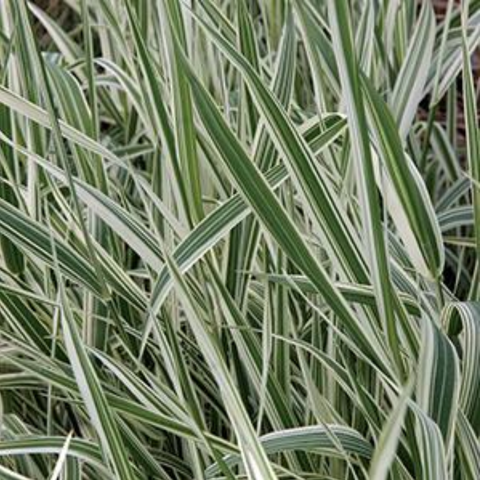 Grass Phalaris Ribbon Variegated