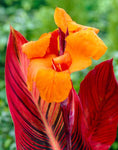 Canna Phasion