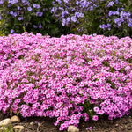 Creeping Phlox Eye Caramba