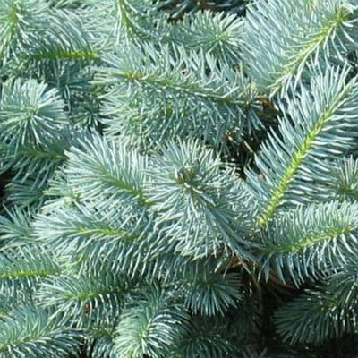 Picea pungens 'Globosa' Spruce