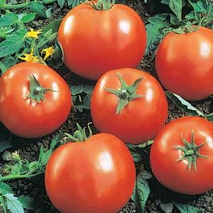 Ball's 'Beefsteak' VFFT Tomato