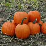 Pumpkin 'Jack-O-Lantern'