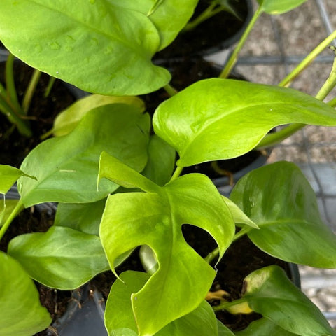 buy philodendron tetrasperma Rhaphidophora_Tetrasperma – Prairie Blossom Nursery