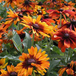 Rudbeckia 'Cappuccino' (Black-eyed Susan)