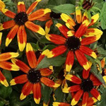 Rudbeckia Prairie Glow