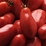 Tomato (Pole) San Marzano