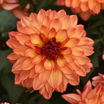 Dahlia Venti Tequila Sunrise 2