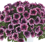 Petunia Cascadias™ Purple Ice