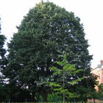 Sterling Silver Linden tree