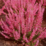 Heather Calluna Vulgaris