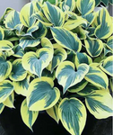 Hosta Ben Vernooij