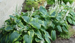 Hosta Frances Williams