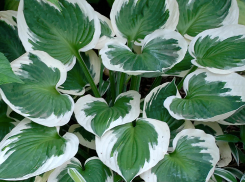 Hosta Minuteman