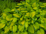 Hosta Stained Glass