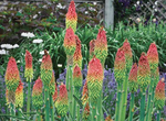 Kniphofia Hirsuta Fire Dance