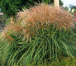 Grass Miscanthus Huron Sunrise