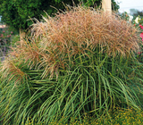 Grass Miscanthus Huron Sunrise