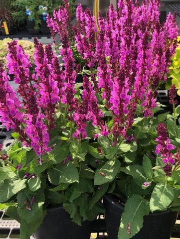 Salvia Nemorosa Sensation Deep Rose