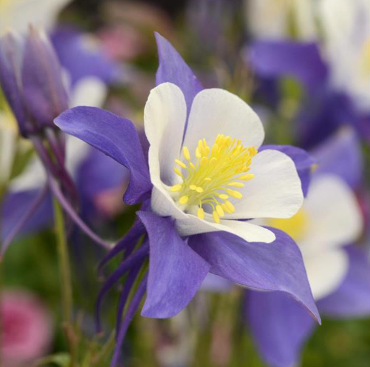 Aquilegia Swan Series