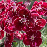 Dianthus Mountain Frost™️ Series