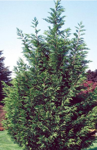 Murray Leyland Cypress