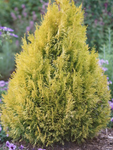 Lime Delight Arborvitae