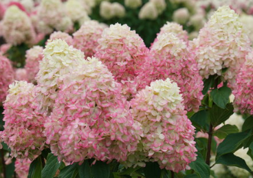 Limelight Prime Hydrangea