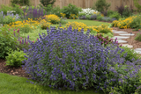 Caryopteris Emerald Crest